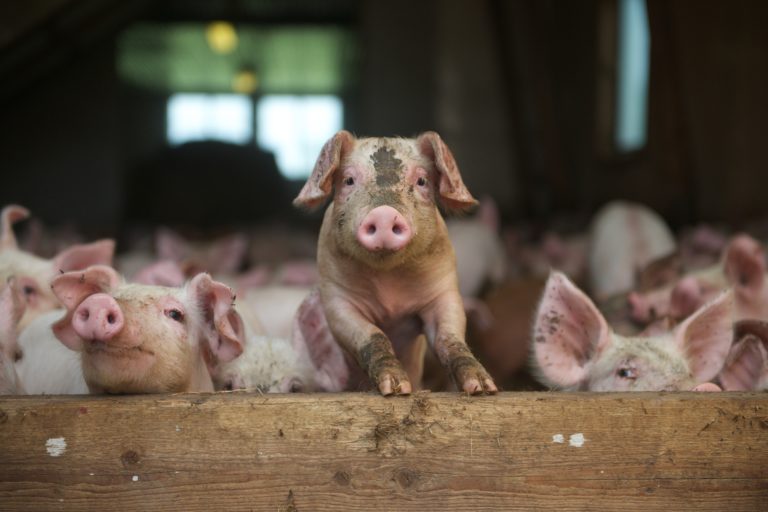 Gilde ny gris glad grisunge klatrer i bingen